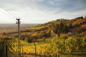 VDP.Weingut Böhme & Töchter