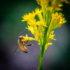 Blüte und Biene
