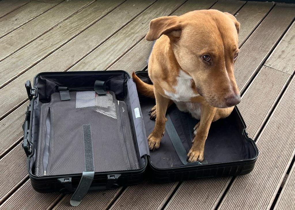 Ein Hund sitzt im Koffer und wartet auf Abreise