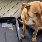 Ein Hund sitzt im Koffer und wartet auf Abreise