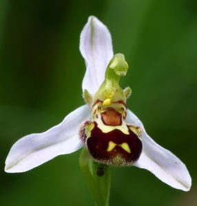 Insektensex mit Orchideen_Naturkundemuseum