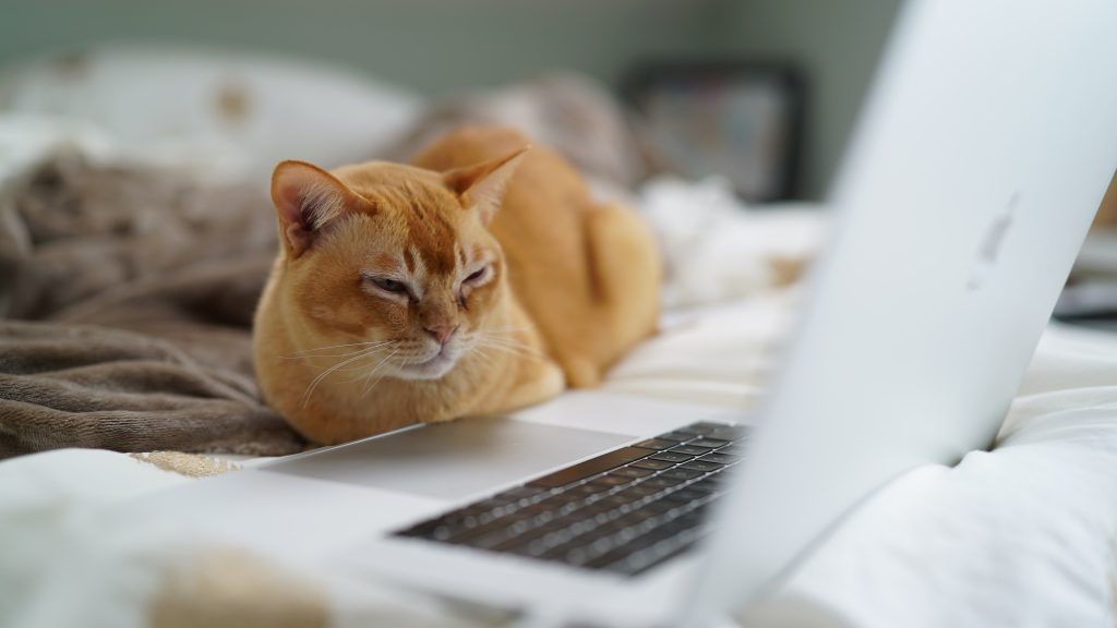 cat watches laptop on bed
