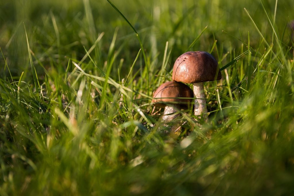 Zwei Pilze im Gras