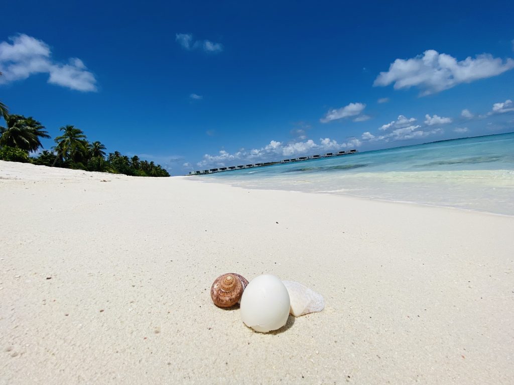 Schildkrötenein am Strand auf den Malediven